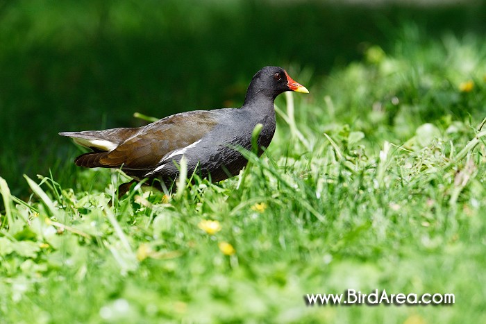 Common Moorhen, Gallinula chloropus