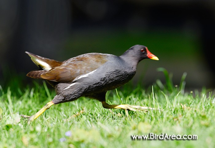 Common Moorhen, Gallinula chloropus