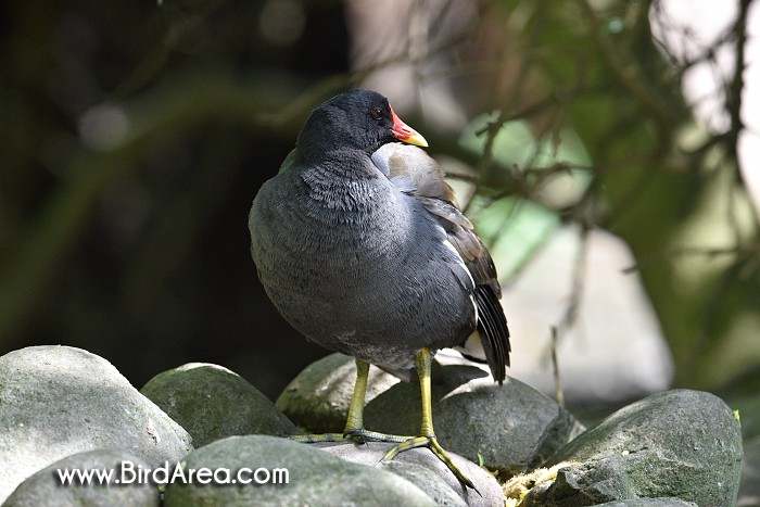 Common Moorhen, Gallinula chloropus