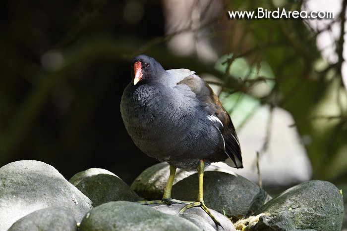 Common Moorhen, Gallinula chloropus