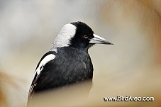 Australian Magpie, Gymnorhina tibicen