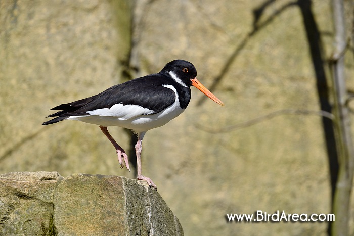 Eurasian Oystercatcher, Haematopus ostralegus