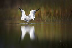 Racek chechtavý, Common Black-headed Gull, Larus ridibundus