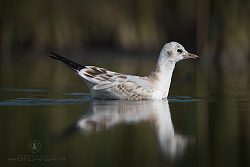 Racek chechtavý, Common Black-headed Gull, Larus ridibundus