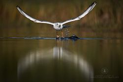 Racek chechtavý, Common Black-headed Gull, Larus ridibundus