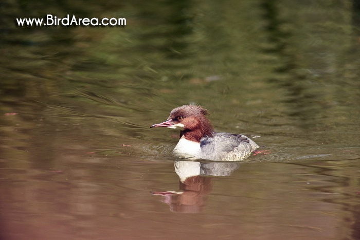 Goosander, Mergus merganser