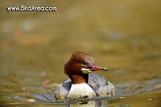 Morčák velký, Mergus merganser