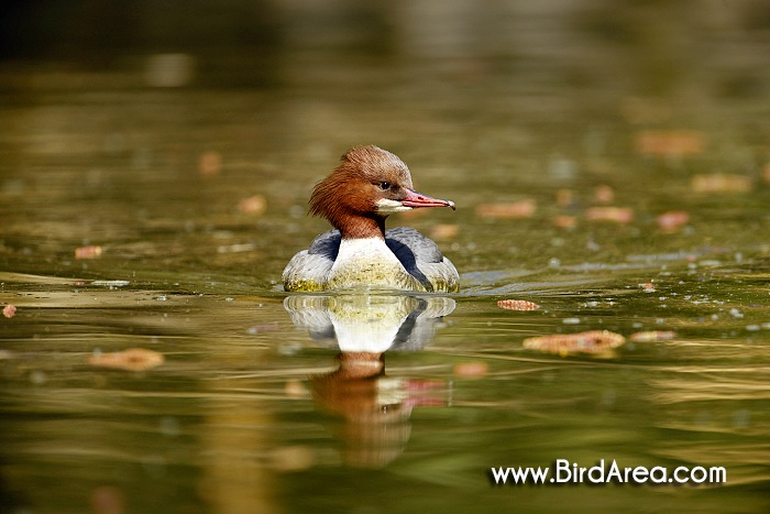 Goosander, Mergus merganser