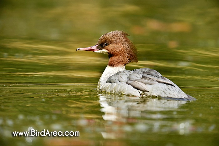 Morčák velký, Mergus merganser