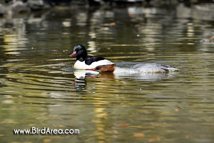 Morčák velký, Mergus merganser