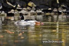 Morčák velký, Mergus merganser