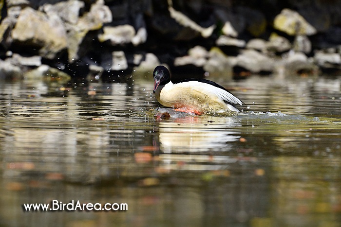 Morčák velký, Mergus merganser