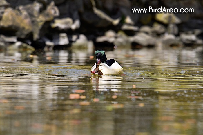 Morčák velký, Mergus merganser