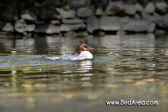 Morčák velký, Mergus merganser