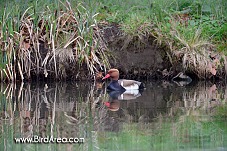 Red-crested Pochard, Netta rufina