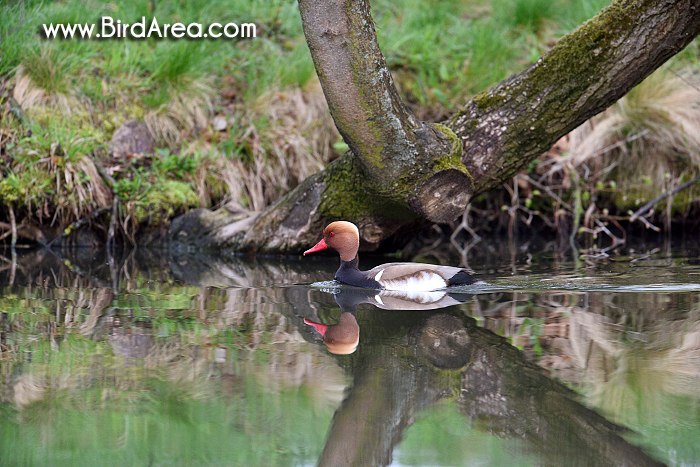 Red-crested Pochard, Netta rufina