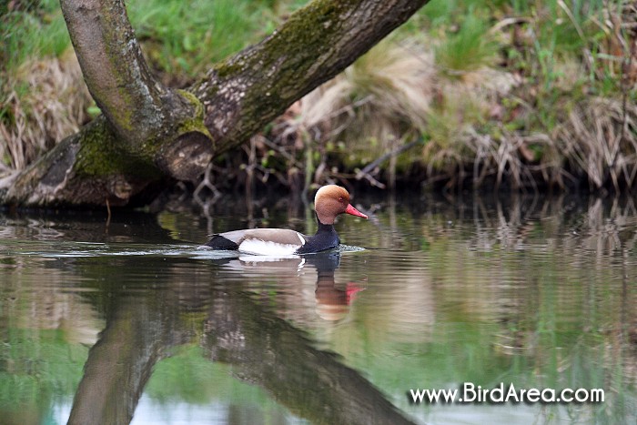 Red-crested Pochard, Netta rufina