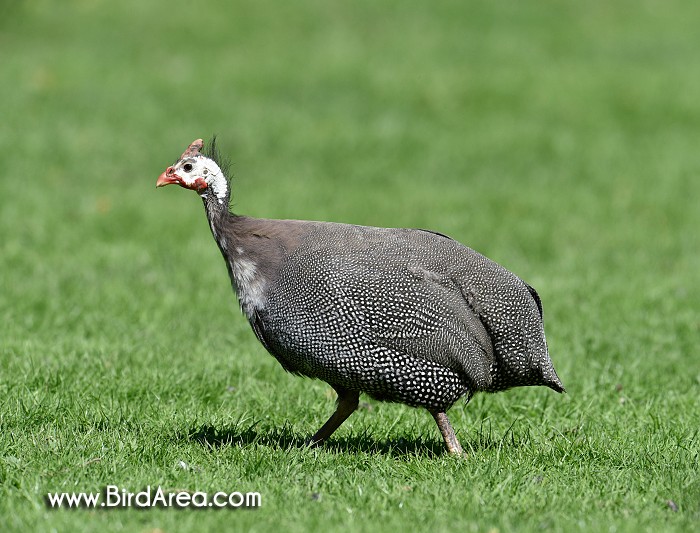 Helmeted Guineafowl, Numida meleagris