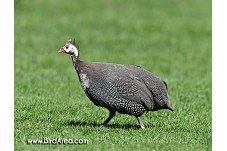 Helmeted Guineafowl, Numida meleagris