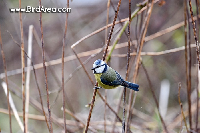 Sýkora modřinka, Parus caeruleus