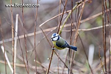 Blue Tit, Parus caeruleus