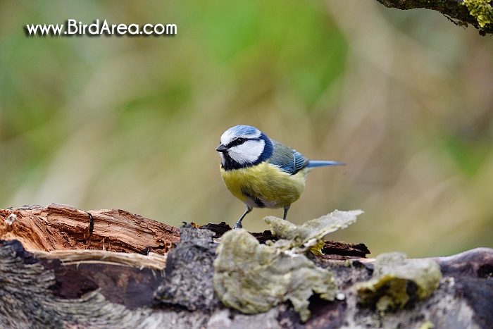 Sýkora modřinka, Parus caeruleus