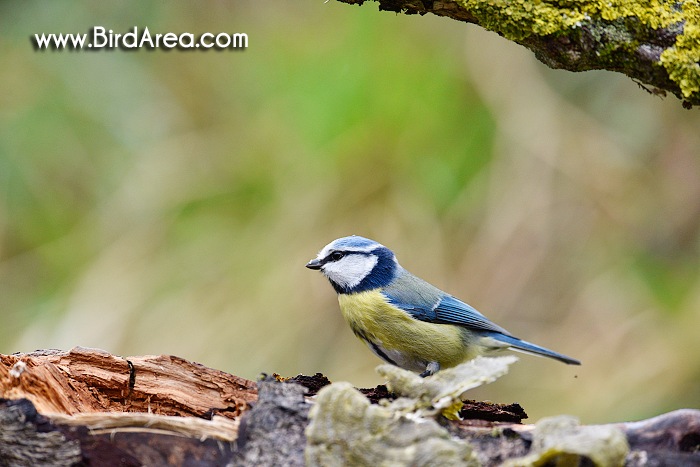 Sýkora modřinka, Parus caeruleus
