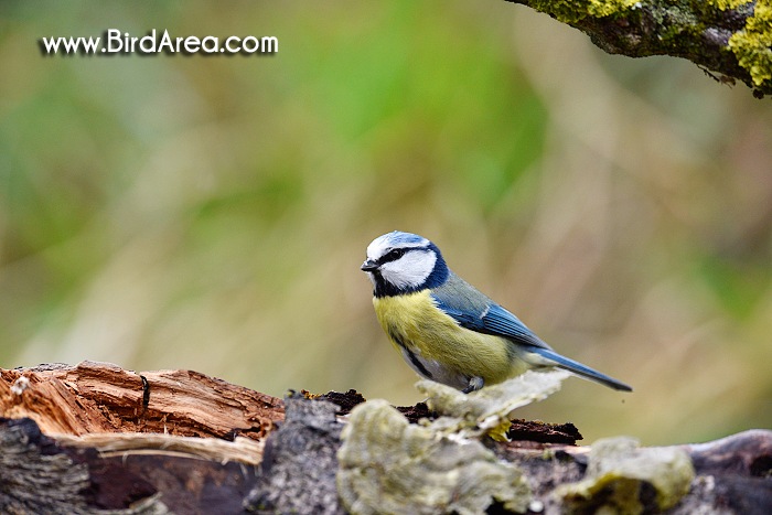 Sýkora modřinka, Parus caeruleus