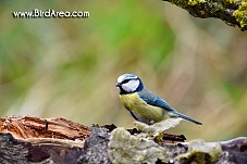 Blue Tit, Parus caeruleus