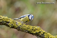 Blue Tit, Parus caeruleus