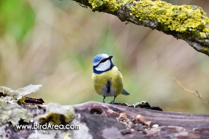 Sýkora modřinka, Parus caeruleus
