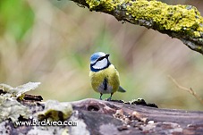 Blue Tit, Parus caeruleus