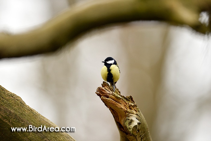 Sýkora koňadra, Parus major