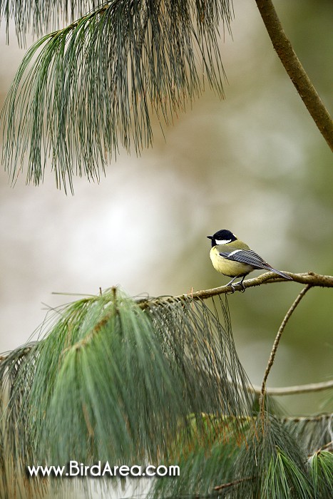 Sýkora koňadra, Parus major