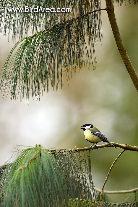 Sýkora koňadra, Parus major