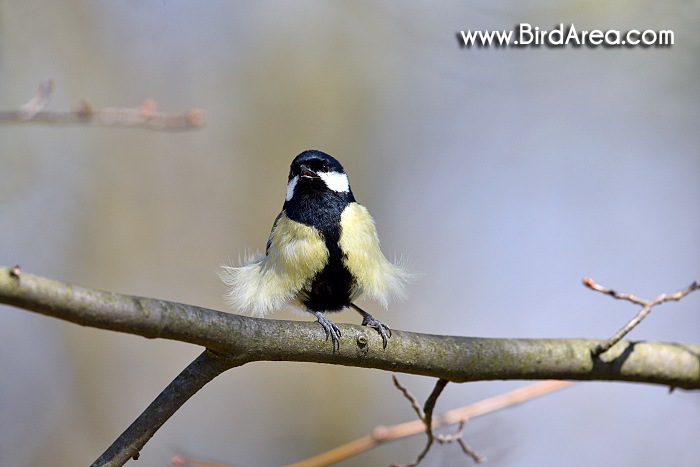 Sýkora koňadra, Parus major