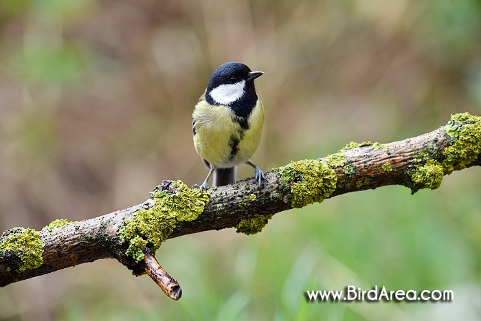 Sýkora koňadra, Parus major