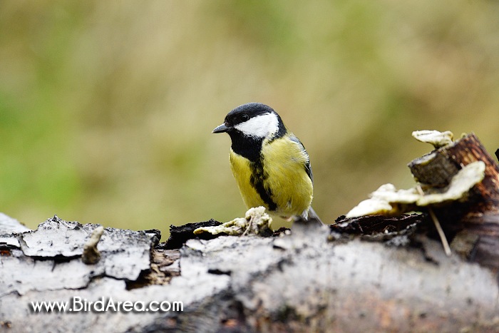 Sýkora koňadra, Parus major