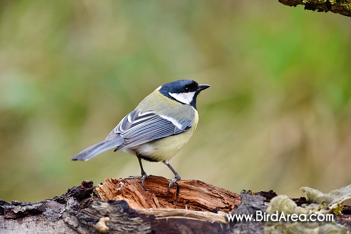 Sýkora koňadra, Parus major