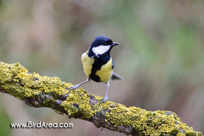 Sýkora koňadra, Parus major