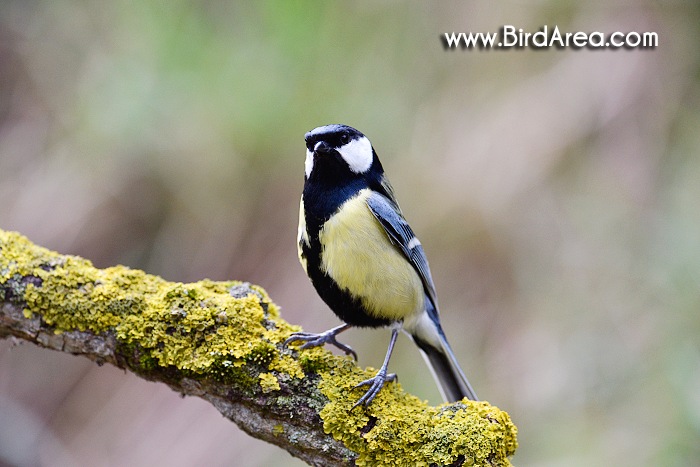 Sýkora koňadra, Parus major