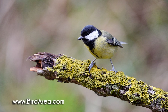 Sýkora koňadra, Parus major