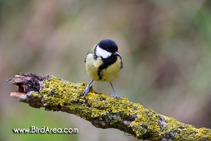 Sýkora koňadra, Parus major