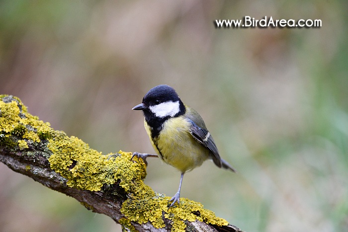 Sýkora koňadra, Parus major