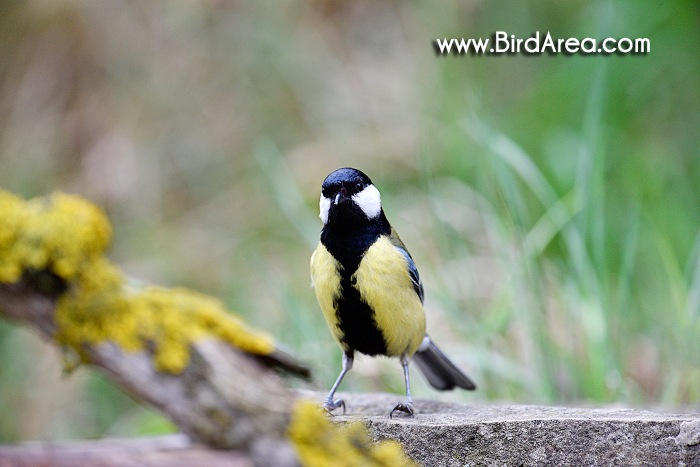 Sýkora koňadra, Parus major