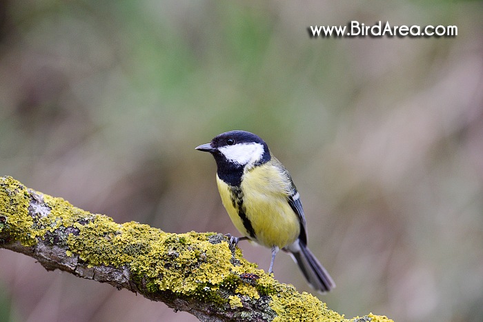 Sýkora koňadra, Parus major