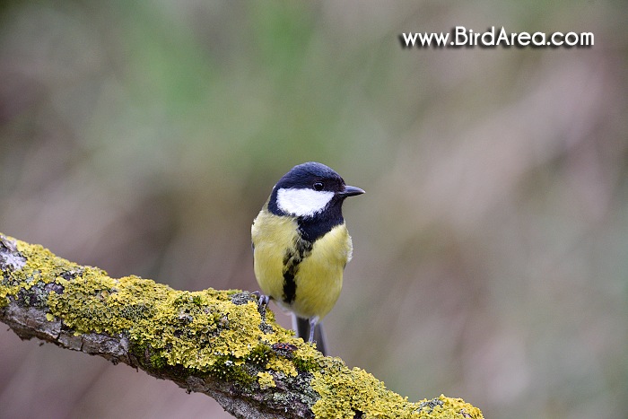 Sýkora koňadra, Parus major