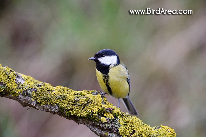 Sýkora koňadra, Parus major