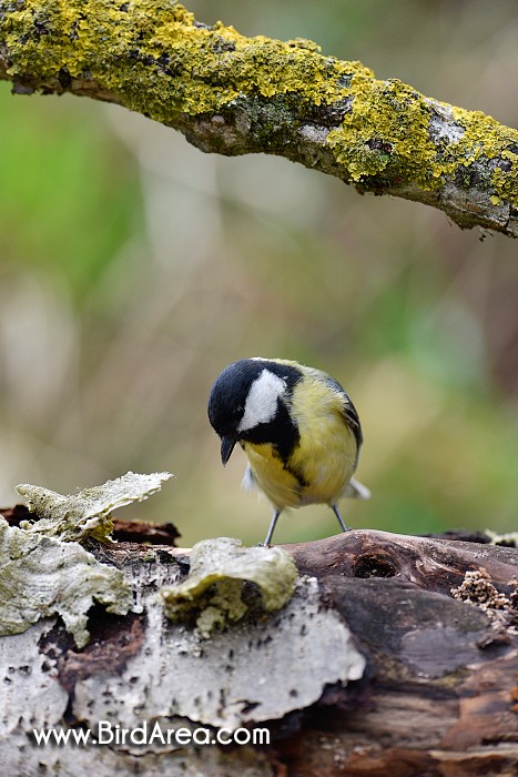 Sýkora koňadra, Parus major