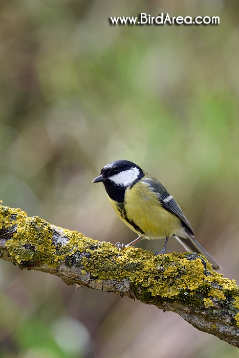 Sýkora koňadra, Parus major